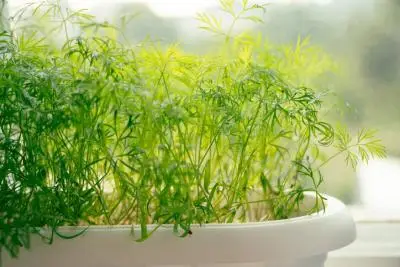 dill microgreen