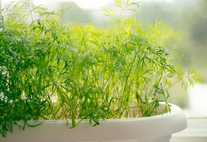 dill microgreen