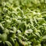broccoli microgreens
