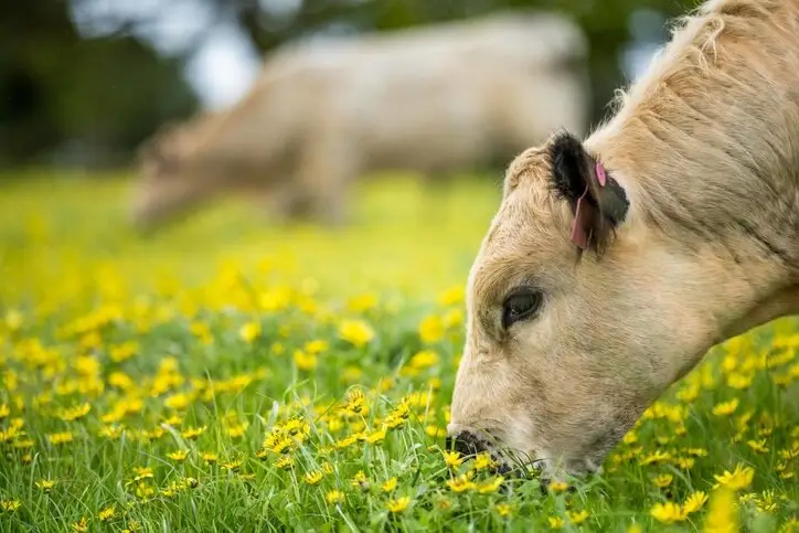 regenerative farming