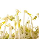Mung Bean