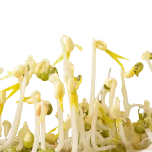 Mung Bean