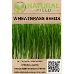 Wheatgrass Seeds