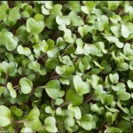 black kale microgreen