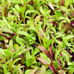 swiss chard silverbeet microgreen