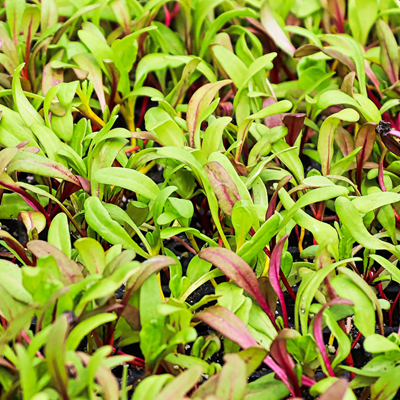 Swiss Chard Silverbeet Microgreen