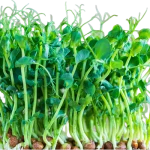 pea microgreen