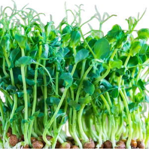 Pea Microgreen