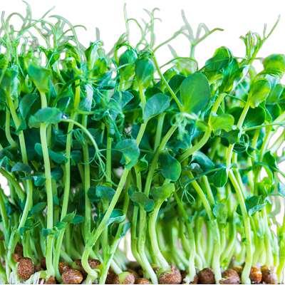 Pea Microgreen