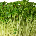 radish daikon microgreen