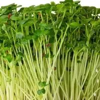 Radish Daikon Microgreen