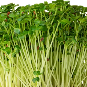 radish daikon microgreen