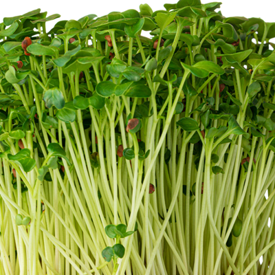 Radish Daikon Microgreen