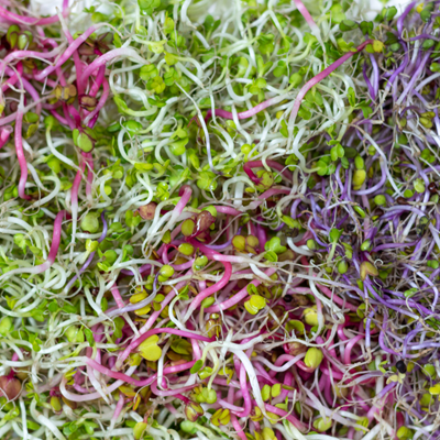 salad mix microgreen