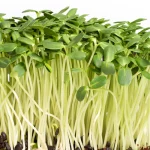 sunflower microgreen