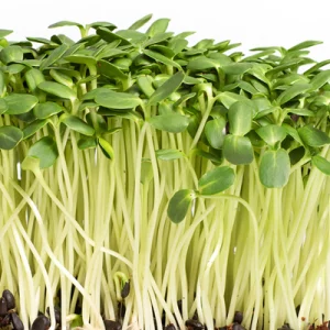 sunflower microgreen