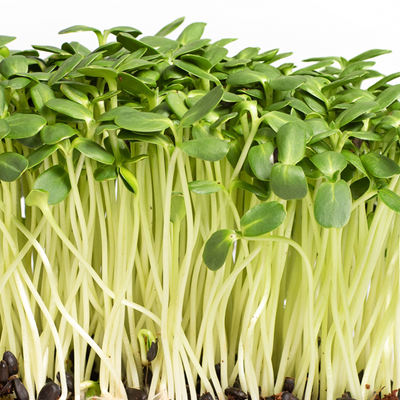 Sunflower Microgreen