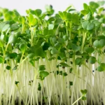 broccoli microgreen