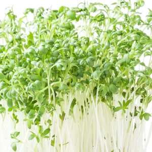 coriander cilantro microgreen