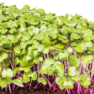 green cabbage microgreen