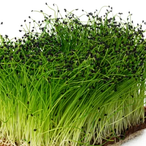 onion microgreen