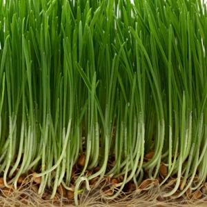 Wheatgrass microgreen