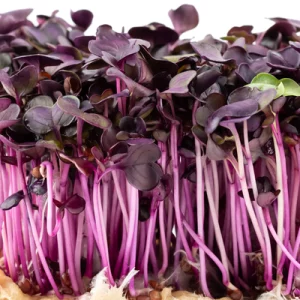 Purple Radish Microgreen