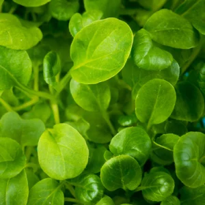 tatsoi microgreen