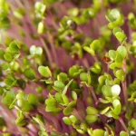 pink kale microgreen