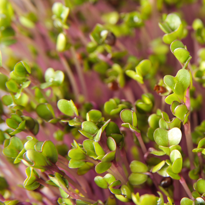 Pink Kale Microgreen