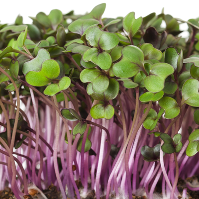 red cabbage microgreen