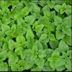 lemon balm