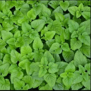 lemon balm