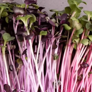 mixed radish microgreen