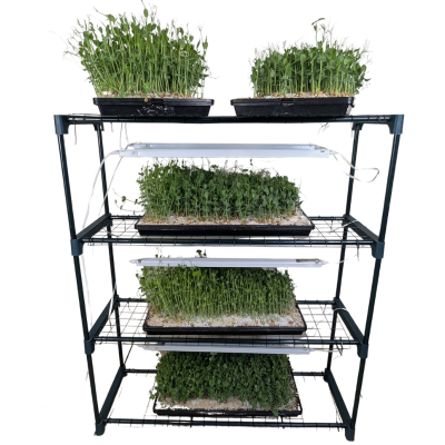 microgreen grow kit full pea tendrils no background