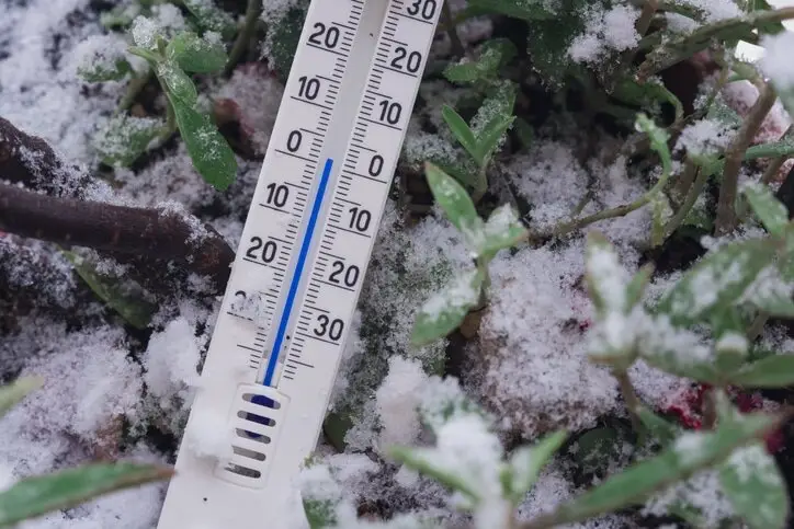 microgreens cold