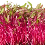 beetroot microgreen