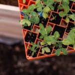 AIR PRUNE PROPAGATION TRAY