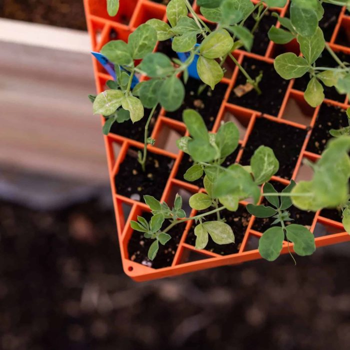 Air Prune Propagation Tray