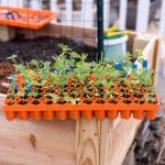 AIR PRUNE PROPAGATION TRAY