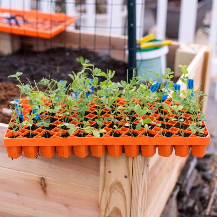 Air Prune Propagation Tray