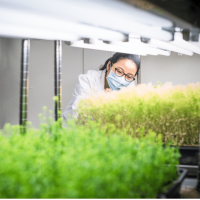 Choosing The Right Grow Lights For Seedlings And Microgreens | Natural Yield Grow Lights