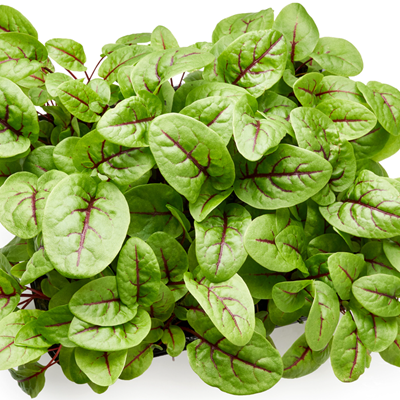 Red Veined Sorrel