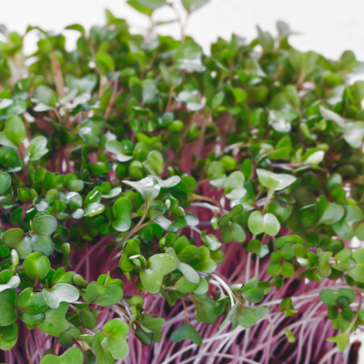 purple kohlrabi microgreen