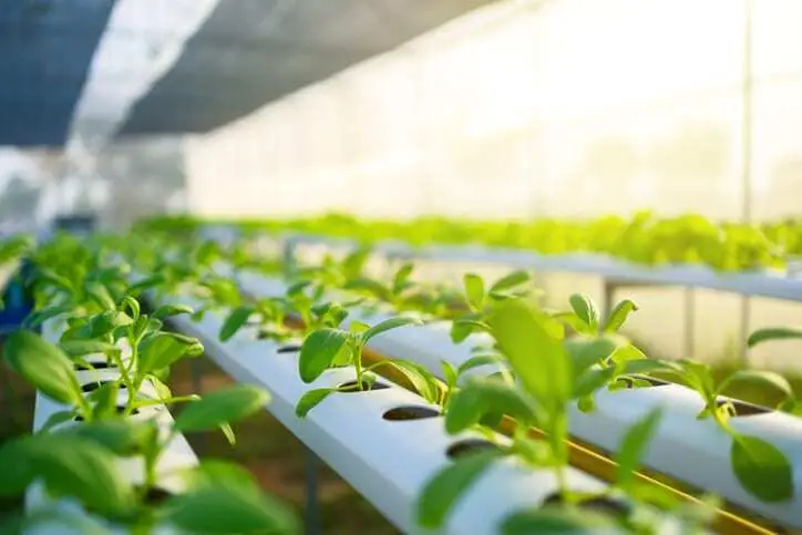 Hydroponics | Natural Yield Hydropponics