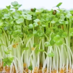 arugula rocket microgreen