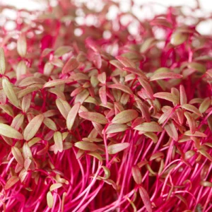 red amaranth microgreen