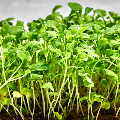 mustard greens microgreen