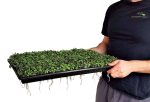 Bootstrap Farmer Shallow Extra Strength 1020 Microgreen Trays With Holes Black