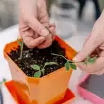 5X5 SHALLOW MICROGREEN TRAYS